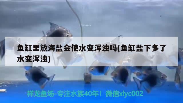 鱼缸里放海盐会使水变浑浊吗(鱼缸盐下多了水变浑浊)