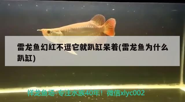 雷龙鱼幻红不逗它就趴缸呆着(雷龙鱼为什么趴缸) 一眉道人鱼苗 第1张