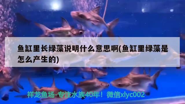 鱼缸里长绿藻说明什么意思啊(鱼缸里绿藻是怎么产生的) 祥龙超血红龙鱼