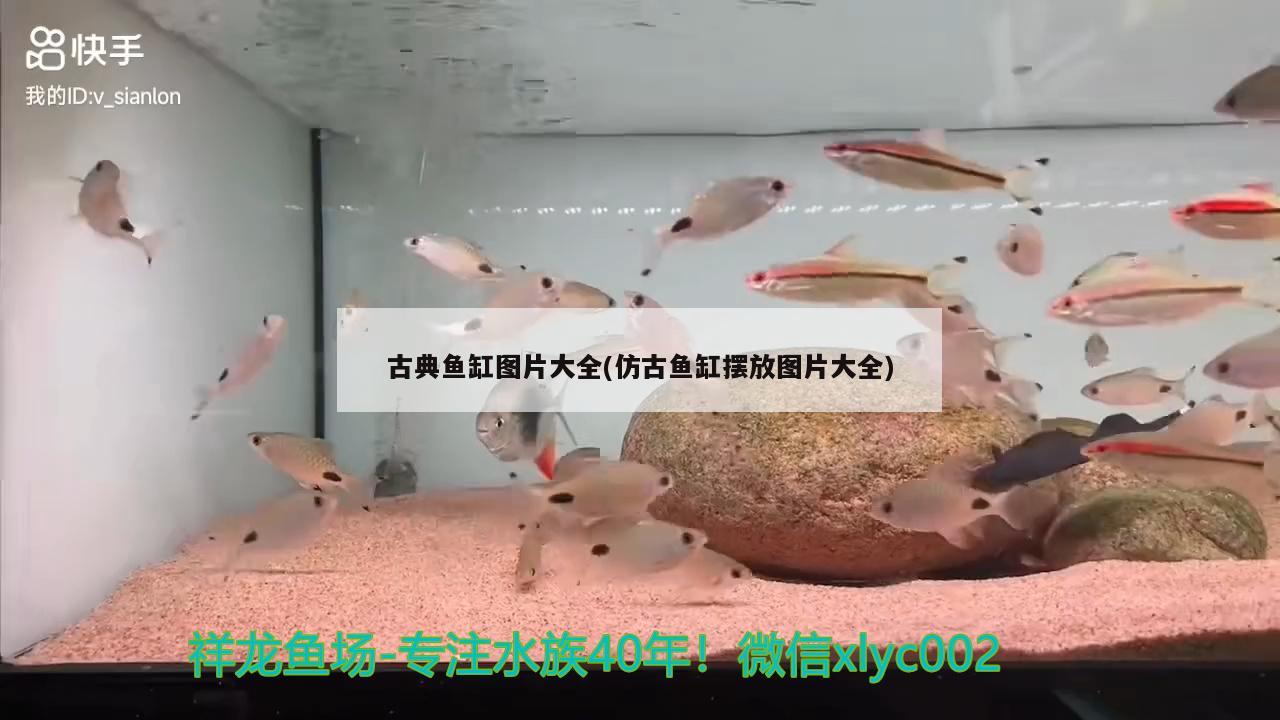 古典鱼缸图片大全(仿古鱼缸摆放图片大全) 超血红龙鱼