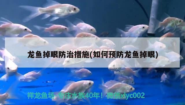 龙鱼掉眼防治措施(如何预防龙鱼掉眼) 蓝底过背金龙鱼