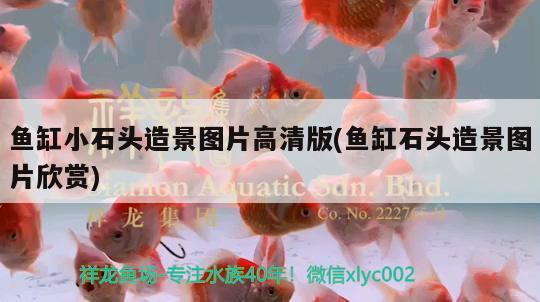 临汾市尧都区腾龙阁彩鲽鱼缸店 全国水族馆企业名录 第4张