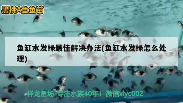 价值千万的高冰帝王绿翡翠，其实只值几百元吗，田园生活真的离我们越来越远了吗