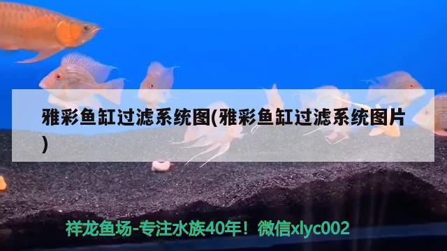 雅彩鱼缸过滤系统图(雅彩鱼缸过滤系统图片) 南美异型鱼