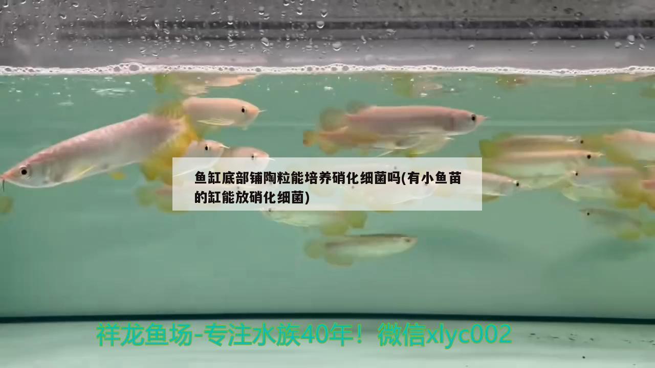 鱼缸底部铺陶粒能培养硝化细菌吗(有小鱼苗的缸能放硝化细菌)