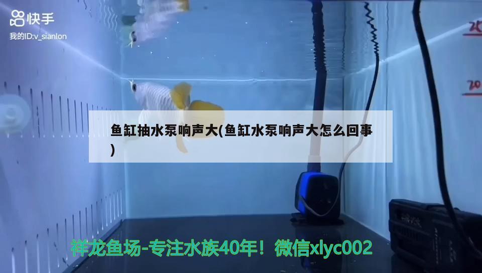 鱼缸抽水泵响声大(鱼缸水泵响声大怎么回事) 鱼缸水泵