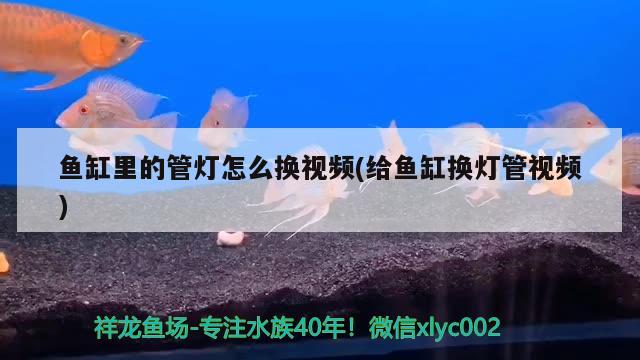 绍兴水族批发市场在哪里有卖鱼的（天津晨装饰） 黄金招财猫鱼 第1张