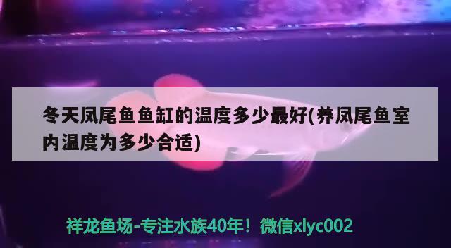 冬天凤尾鱼鱼缸的温度多少最好(养凤尾鱼室内温度为多少合适) 水族用品