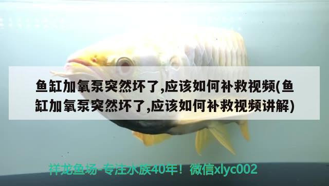 鱼缸加氧泵突然坏了,应该如何补救视频(鱼缸加氧泵突然坏了,应该如何补救视频讲解)