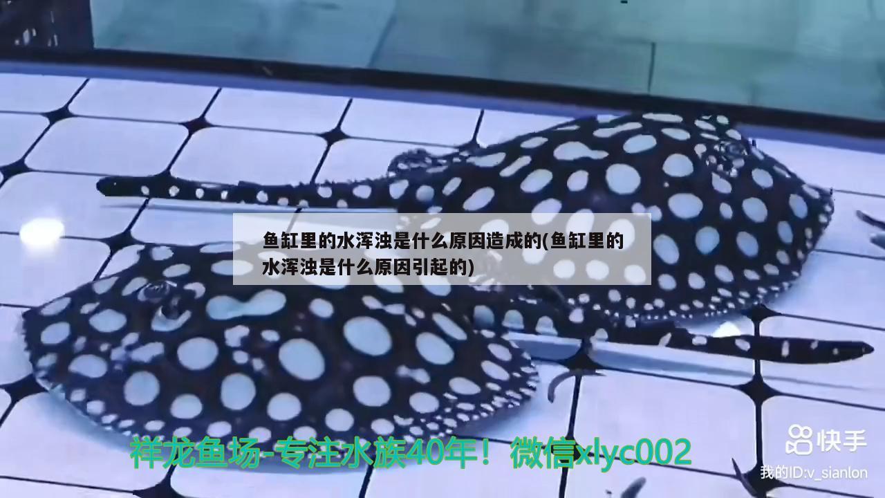 鱼缸里的水浑浊是什么原因造成的(鱼缸里的水浑浊是什么原因引起的) 元宝鲫