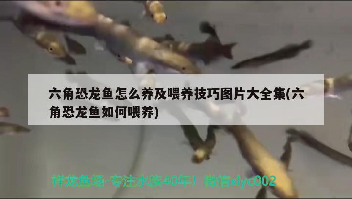 六角恐龙鱼怎么养及喂养技巧图片大全集(六角恐龙鱼如何喂养)