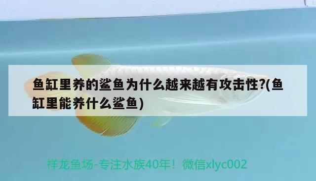 鱼缸里养的鲨鱼为什么越来越有攻击性?(鱼缸里能养什么鲨鱼) 泰庞海莲鱼 第2张