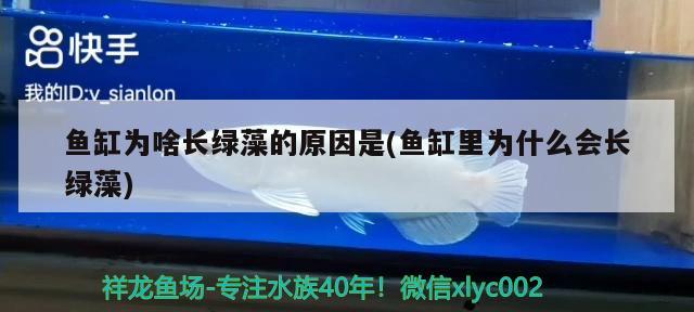 鱼缸加热棒的用法视频：详细描述和使用技巧，鱼缸加热棒的使用技巧 杀菌消毒设备 第2张