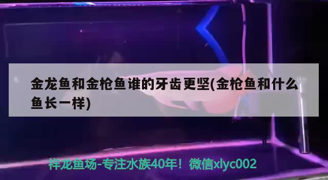 金龙鱼和金枪鱼谁的牙齿更坚(金枪鱼和什么鱼长一样) 帝王血钻