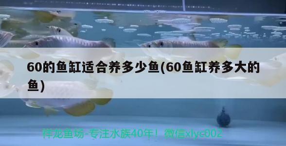 60的鱼缸适合养多少鱼(60鱼缸养多大的鱼)