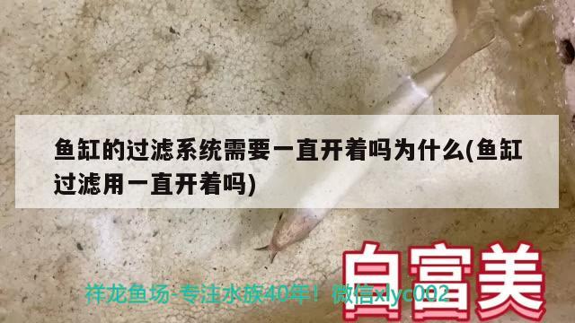 鱼缸的过滤系统需要一直开着吗为什么(鱼缸过滤用一直开着吗) 双线侧鱼