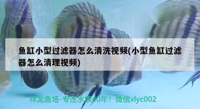 金龙鱼属于淡水鱼还是海水鱼(火龙鱼是淡水鱼还是海水鱼?) 海水鱼