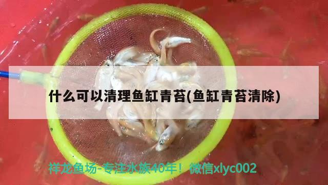 什么可以清理鱼缸青苔(鱼缸青苔清除) 绿皮皇冠豹鱼