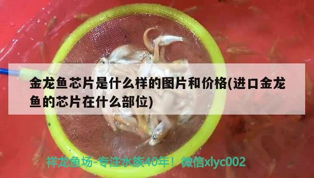 金龙鱼芯片是什么样的图片和价格(进口金龙鱼的芯片在什么部位)