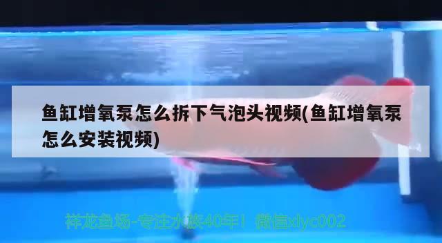 鱼缸增氧泵怎么拆下气泡头视频(鱼缸增氧泵怎么安装视频)