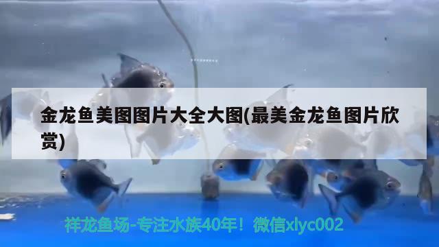 底滤鱼缸过滤材料哪种好一点(鱼缸底滤用什么滤材比较好) 观赏鱼市场（混养鱼）