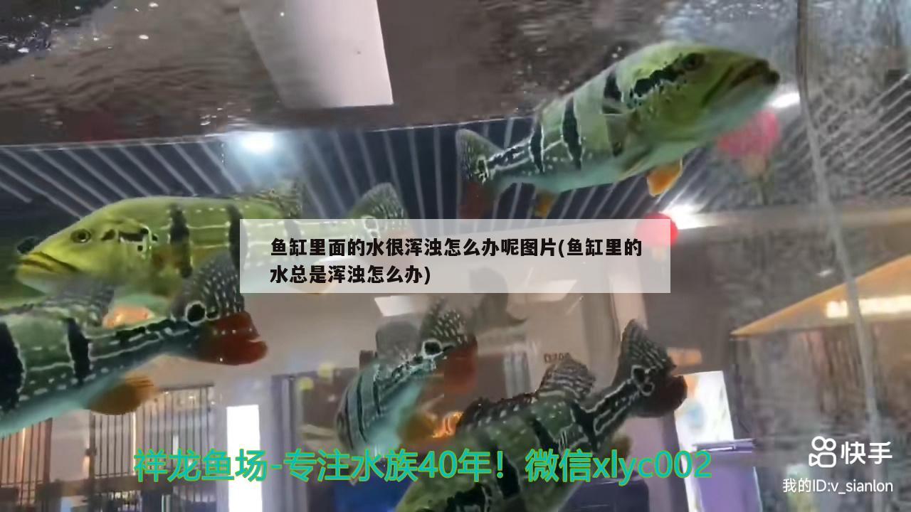 西宁市水族批发市场在哪里？，西宁市水族批发市场在哪里啊