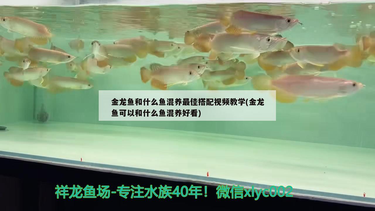 金龙鱼和什么鱼混养最佳搭配视频教学(金龙鱼可以和什么鱼混养好看)