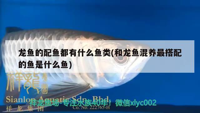 观赏鱼大鱼品种视频教程（热带鱼下崽以后大鱼多久才拿出去跟别的大鱼）