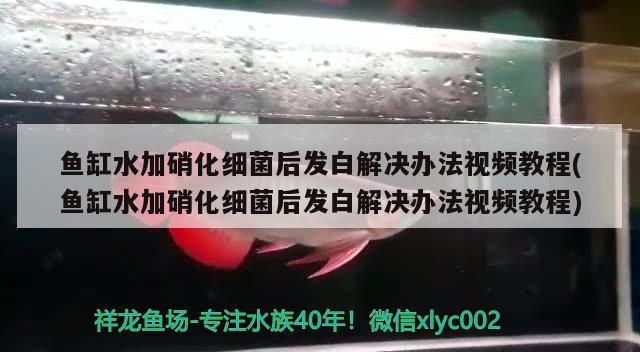 鱼缸水加硝化细菌后发白解决办法视频教程(鱼缸水加硝化细菌后发白解决办法视频教程) 硝化细菌