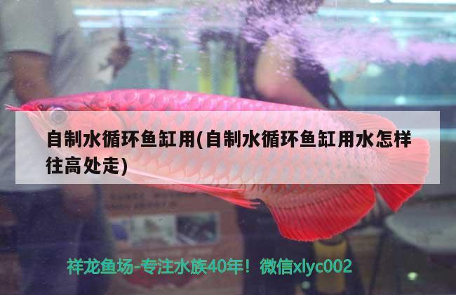 自制水循环鱼缸用(自制水循环鱼缸用水怎样往高处走) 广州观赏鱼批发市场