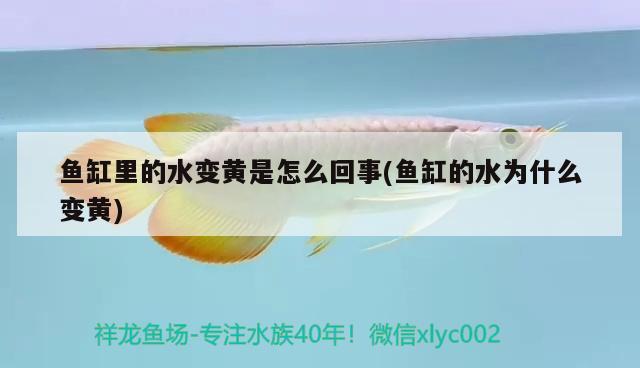 鱼缸玻璃磨边机推荐：如何选择适合的鱼缸玻璃磨边机，如何选择适合的鱼缸玻璃磨边机？ 二氧化碳设备 第2张