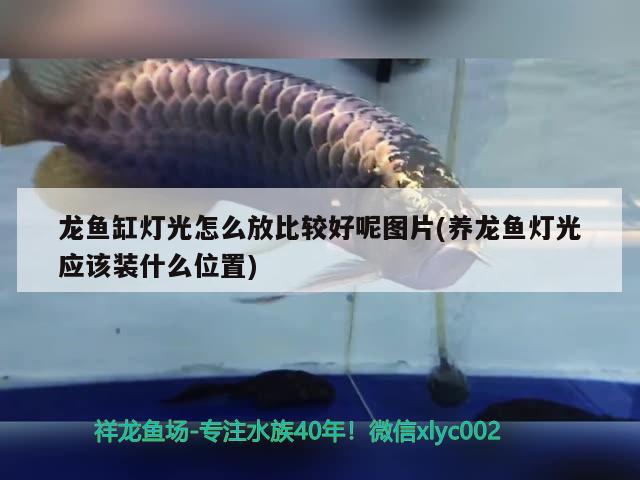 鹤壁水族批发市场地址电话是多少啊（兴城装修公司位置） 观赏鱼水族批发市场