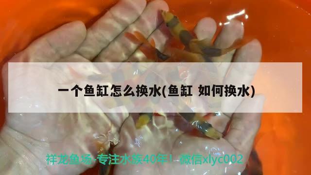 一个鱼缸怎么换水(鱼缸如何换水) 白子关刀鱼