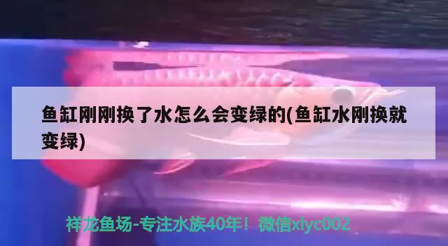 鱼缸刚刚换了水怎么会变绿的(鱼缸水刚换就变绿) 稀有红龙品种