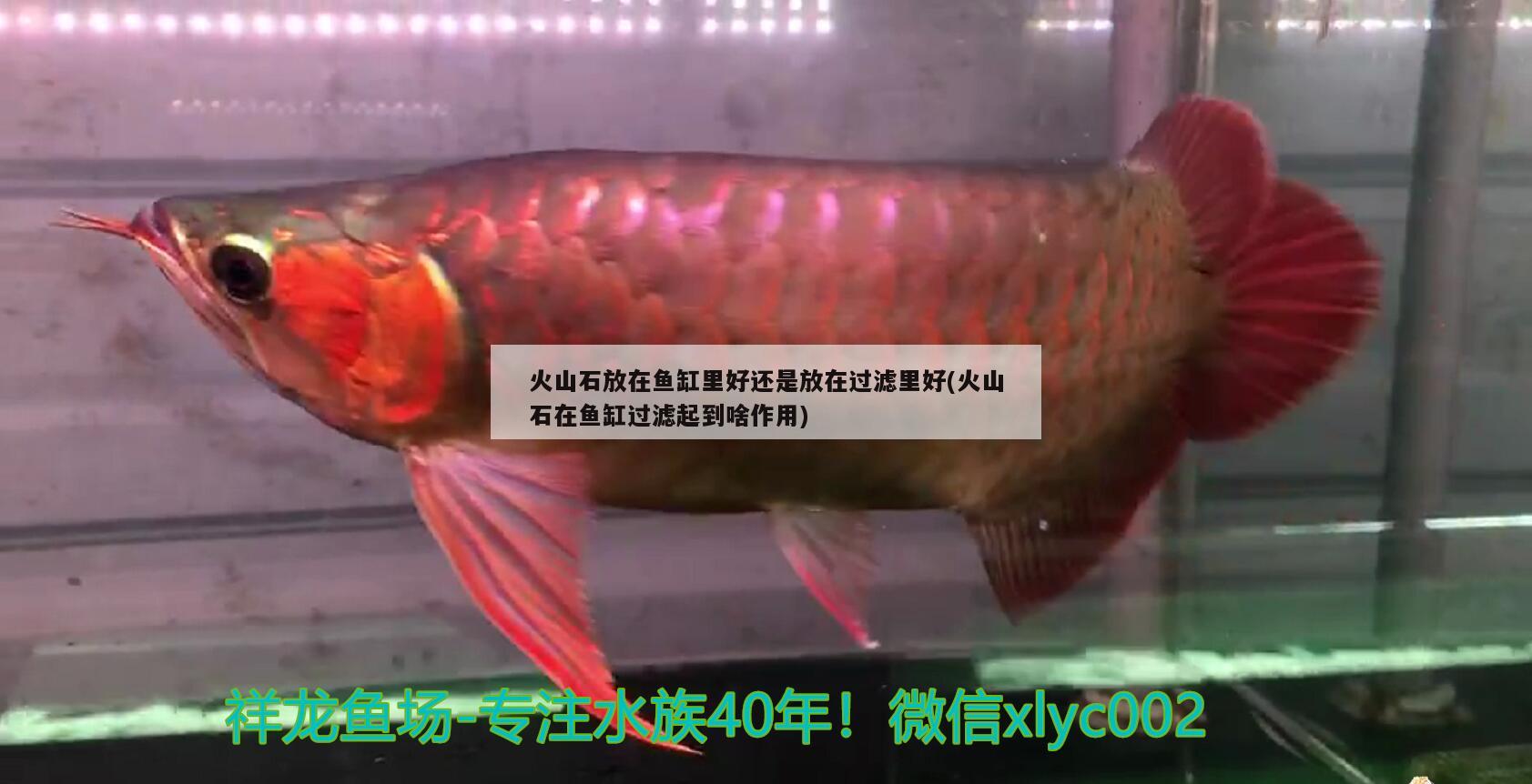 抚州观赏鱼批发市场地址电话多少：抚州水族市场 观赏鱼批发 第3张