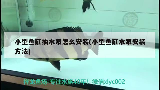 小型鱼缸抽水泵怎么安装(小型鱼缸水泵安装方法) 鱼缸水泵