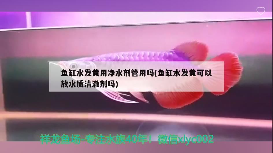 鱼缸水发黄用净水剂管用吗(鱼缸水发黄可以放水质清澈剂吗) 红白锦鲤鱼