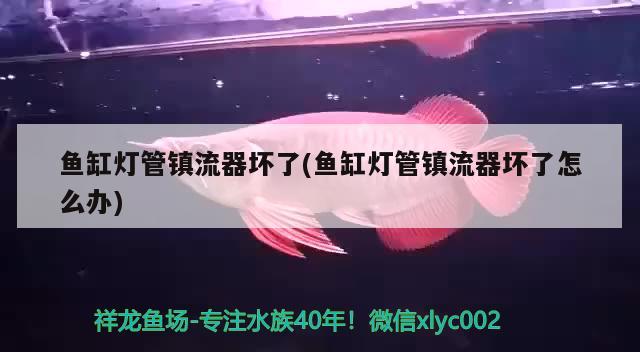 鱼缸灯管镇流器坏了(鱼缸灯管镇流器坏了怎么办) 黄宽带蝴蝶鱼