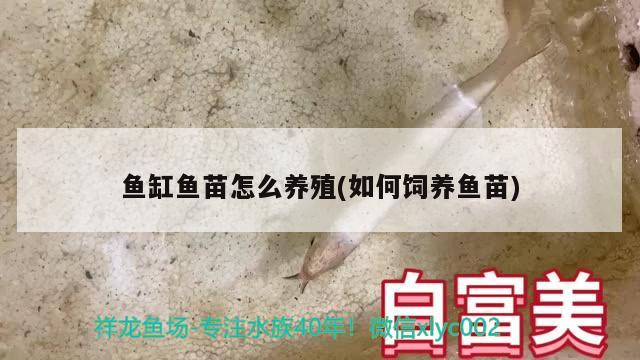 鱼缸鱼苗怎么养殖(如何饲养鱼苗)