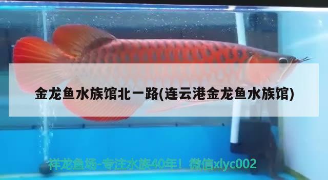 金龙鱼水族馆北一路(连云港金龙鱼水族馆)