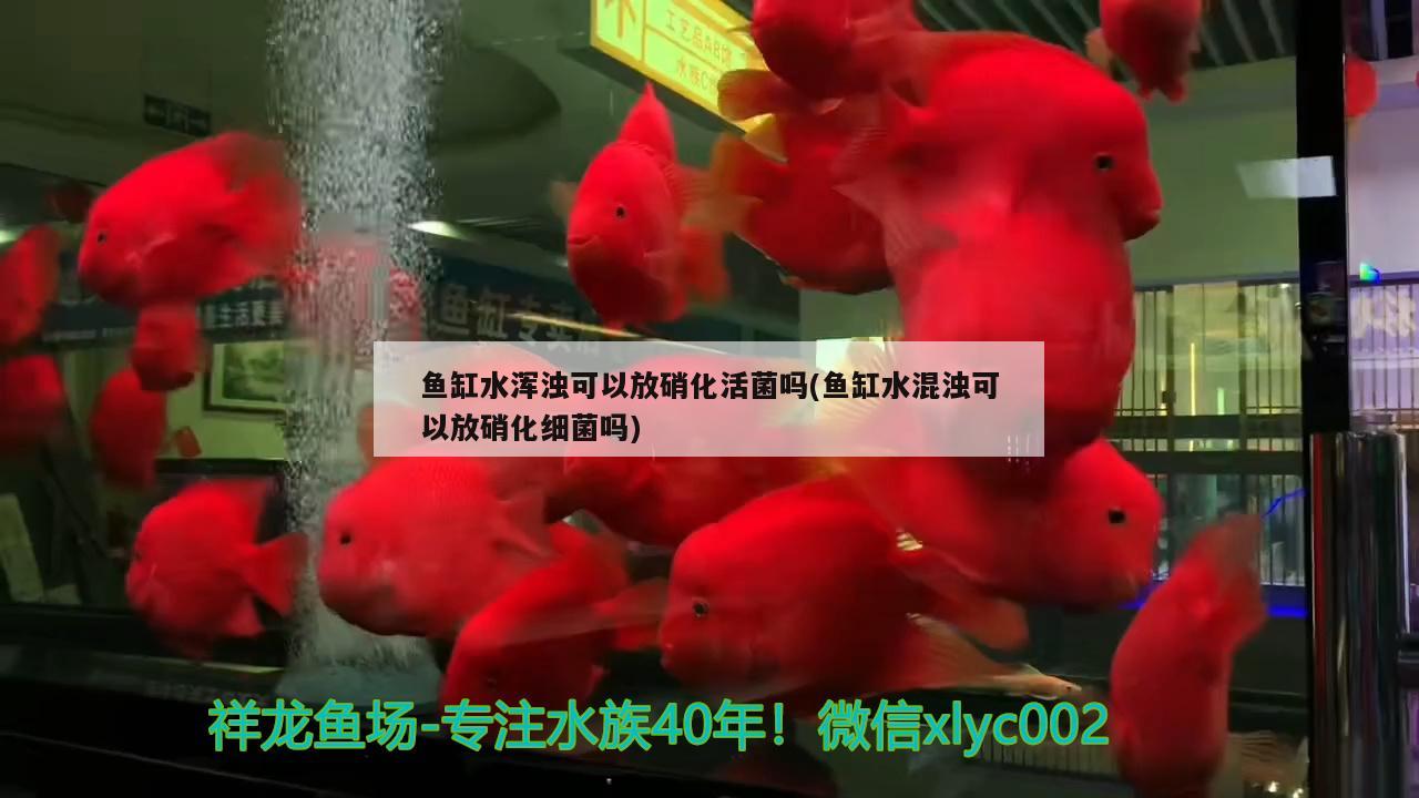 鱼缸水浑浊可以放硝化活菌吗(鱼缸水混浊可以放硝化细菌吗)