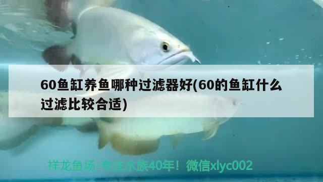 60鱼缸养鱼哪种过滤器好(60的鱼缸什么过滤比较合适)