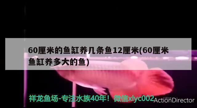 60厘米的鱼缸养几条鱼12厘米(60厘米鱼缸养多大的鱼)