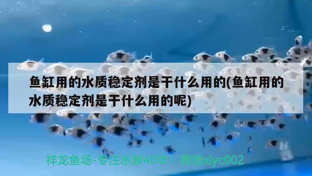 鱼缸里养的深水龟有哪些（鱼缸水深可以养乌龟吗） 乌龟 第1张