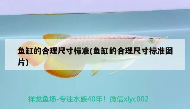鱼缸的合理尺寸标准(鱼缸的合理尺寸标准图片) 红老虎鱼