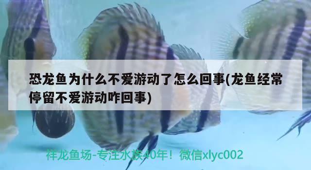 恐龙鱼为什么不爱游动了怎么回事(龙鱼经常停留不爱游动咋回事) 红白锦鲤鱼 第2张