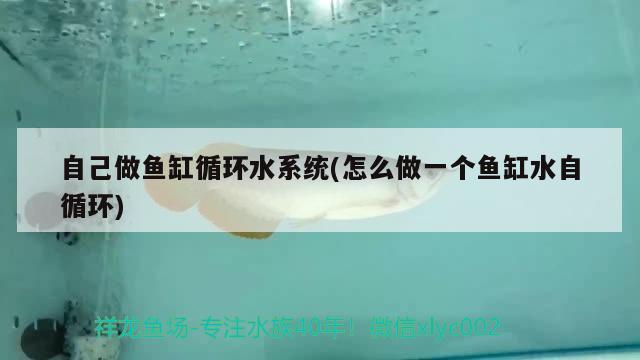 银龙鱼一年能长多长 银龙鱼一年能长多长的鱼鳍 鱼缸清洁用具 第1张