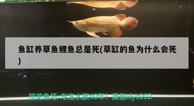 鱼缸养草鱼鲤鱼总是死(草缸的鱼为什么会死) 印尼三纹虎 第1张