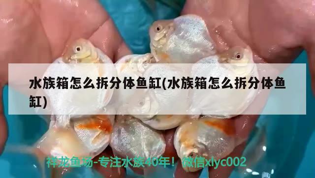 水族箱怎么拆分体鱼缸(水族箱怎么拆分体鱼缸) 鱼缸/水族箱