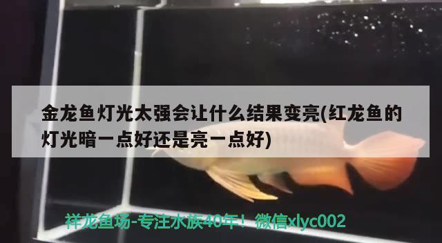 金龙鱼灯光太强会让什么结果变亮(红龙鱼的灯光暗一点好还是亮一点好) 养鱼知识